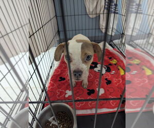 Mutt Dogs for adoption in Evansville, IN, USA