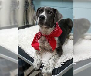 Sheprador Dogs for adoption in Orangeburg, SC, USA