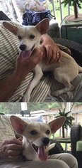 Rat Terrier Dogs for adoption in Chantilly, VA, USA