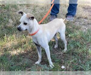 Chihuahua-Unknown Mix Dogs for adoption in Albuquerque, NM, USA