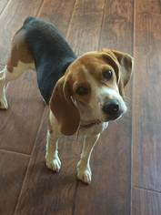 Beagle Dogs for adoption in Rolling Meadows, IL, USA