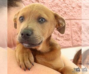 Labrador Retriever-Unknown Mix Dogs for adoption in Washington, DC, USA