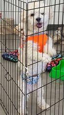 Bichon Frise Dogs for adoption in Colorado Springs , CO, USA