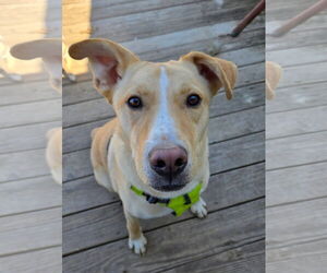 Golden Labrador Dogs for adoption in Macon, MO, USA