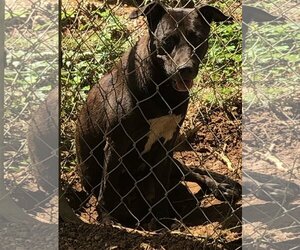 Rat Terrier-Unknown Mix Dogs for adoption in Slidell, LA, USA