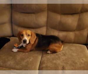 Beagle Dogs for adoption in Oak Bluffs, MA, USA