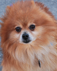 Pomeranian Dogs for adoption in Media, PA, USA