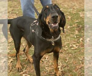 Black and Tan Coonhound Dogs for adoption in Fairfax, VA, USA