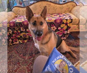 German Shepherd Dog Dogs for adoption in Winston Salem, NC, USA