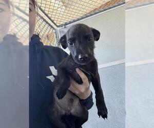 American Pit Bull Terrier Dogs for adoption in Baytown, TX, USA