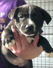 Border-Aussie Dogs for adoption in Redding, CA, USA