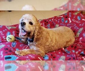 Cocker Spaniel Dogs for adoption in Brooklyn Center, MN, USA