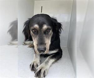 Shepradors Dogs for adoption in Houston, TX, USA