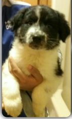 Australian Shepherd-Unknown Mix Dogs for adoption in Staley, NC, USA