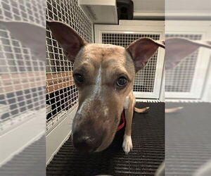 German Shepherd Dog-Unknown Mix Dogs for adoption in San Bernardino, CA, USA