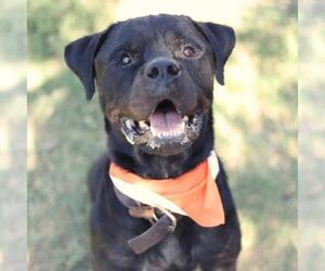 Rottweiler-Unknown Mix Dogs for adoption in San Antonio, TX, USA