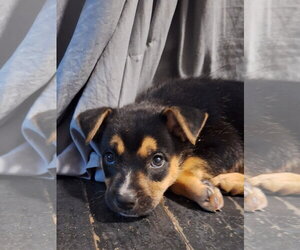 German Shepherd Dog-Unknown Mix Dogs for adoption in Mobile, AL, USA