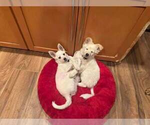 Chiranian Dogs for adoption in Cave Creek, AZ, USA