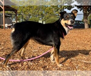 Australian Shepherd Dogs for adoption in Santa Cruz, CA, USA