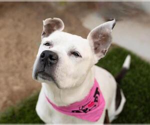 American Pit Bull Terrier-Unknown Mix Dogs for adoption in Las Vegas, NV, USA
