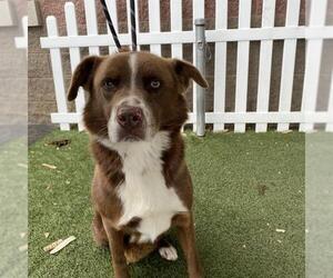 Australian Shepherd-Unknown Mix Dogs for adoption in Modesto, CA, USA