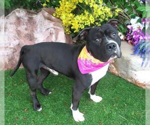 American Bulldog Dogs for adoption in Oklahoma City, OK, USA