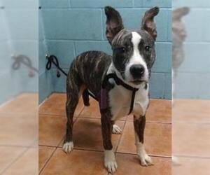 American Pit Bull Terrier-Unknown Mix Dogs for adoption in Downey, CA, USA
