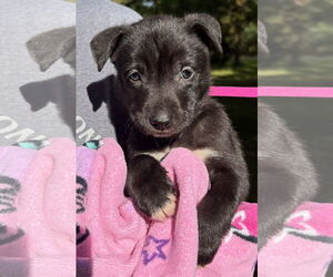 American Pit Bull Terrier-Labrador Retriever Mix Dogs for adoption in Clarkston, MI, USA