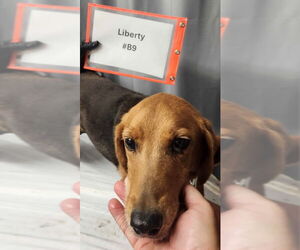 Mutt Dogs for adoption in Fairfax, VA, USA