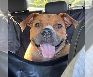 American Bulldog Dogs for adoption in Helena, AL, USA