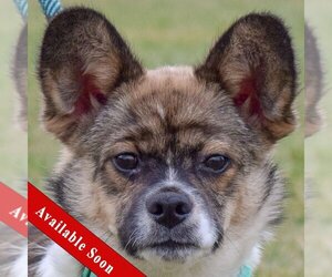 Pembroke Welsh Corgi-Pomeranian Mix Dogs for adoption in Huntley, IL, USA