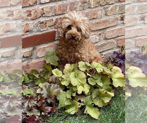 Poodle (Miniature) Dogs for adoption in Brooklyn Center, MN, USA