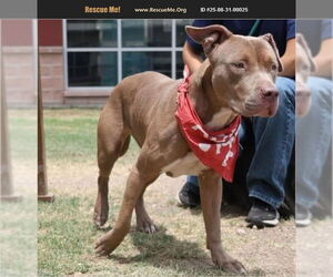 American Pit Bull Terrier Dogs for adoption in Benton, PA, USA