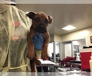 German Shepherd Dog-Unknown Mix Dogs for adoption in Riverside, CA, USA