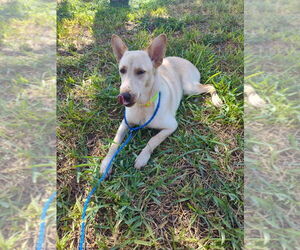 Mutt Dogs for adoption in New York, NY, USA