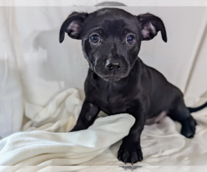 Chiweenie Dogs for adoption in Fresno, CA, USA