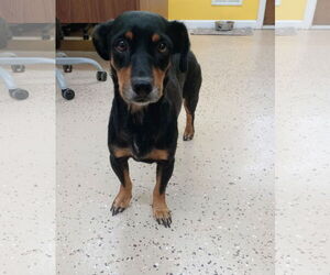 Dachshund-Unknown Mix Dogs for adoption in York, SC, USA