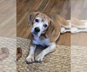 Beagle Dogs for adoption in Crystal, MN, USA
