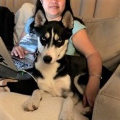 Siberian Husky Dogs for adoption in Westmont, IL, USA