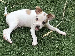 Rat Terrier Dogs for adoption in San Jose, CA, USA