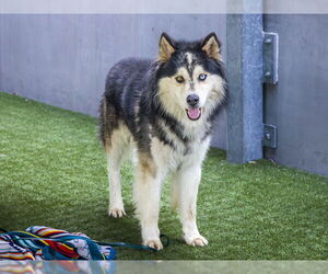 Siberian Husky Dogs for adoption in Pasadena, CA, USA