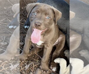 Labrador Retriever-Unknown Mix Dogs for adoption in Rockaway, NJ, USA