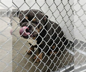 Bulldog Dogs for adoption in Temple, TX, USA