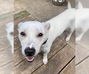 Parson Russell Terrier-Unknown Mix Dogs for adoption in Royse City, TX, USA