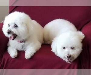 Bichon Frise Dogs for adoption in Suffolk, VA, USA