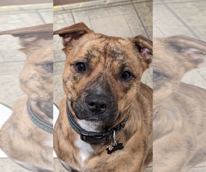 Mutt Dogs for adoption in COLUMBIA, MD, USA