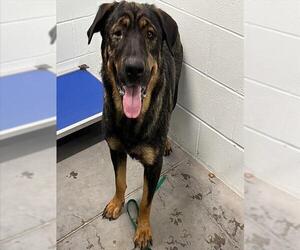 Shepweiller Dogs for adoption in Tavares, FL, USA