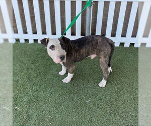 American Pit Bull Terrier Dogs for adoption in Modesto, CA, USA