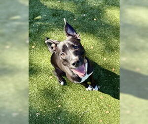 American Pit Bull Terrier Dogs for adoption in Salinas, CA, USA