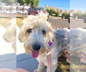 Labradoodle Dogs for adoption in Newport Beach, CA, USA